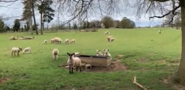 Picture of sheep in a field from the screen show accompayning the singing of Jerusalem